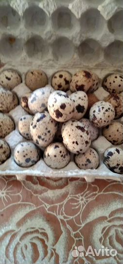 Яйца перепелиные