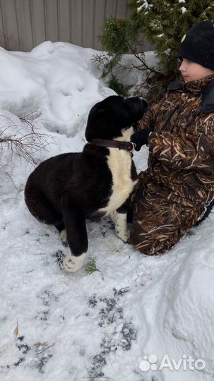 Среднеазиатская овчарка алабай