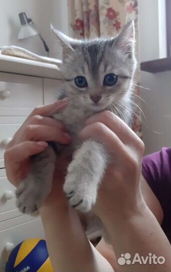 Отдам котенка в добрые руки