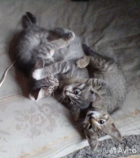 Котята в добрые руки бесплатно