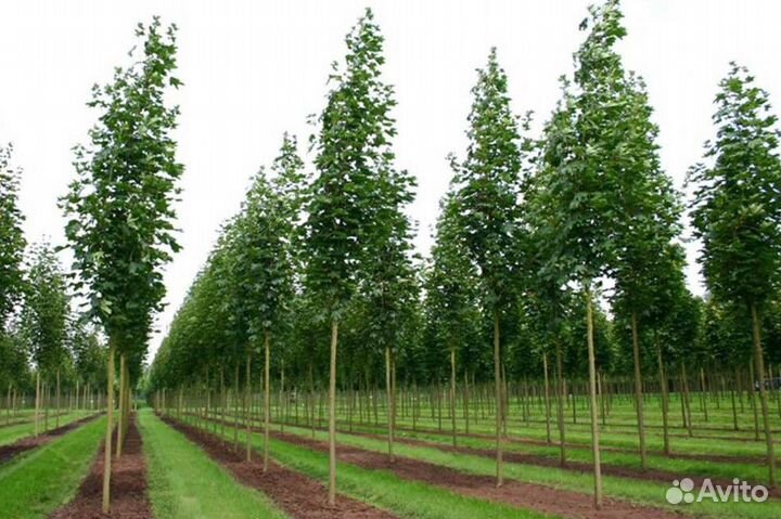 Лиственные деревья от производителя