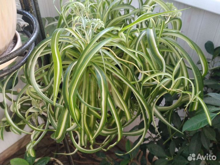 Дримиопсис,Хлорофитум,Диффенбахия,Спатифиллум