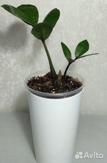 Замиокулькас