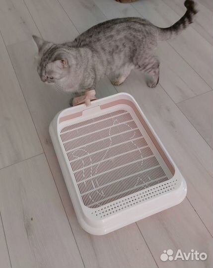 Лоток для кошек и собак