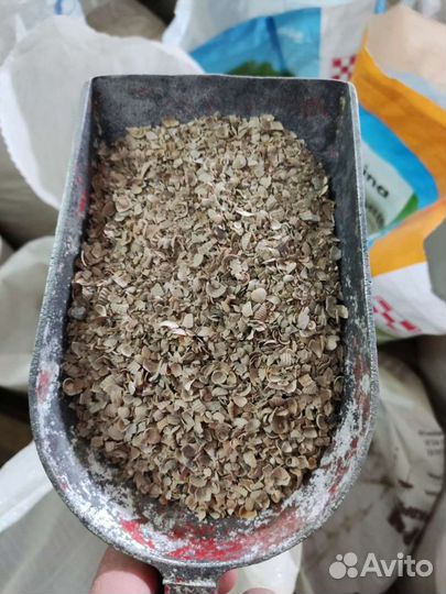 Морская ракушка оптом и розницу