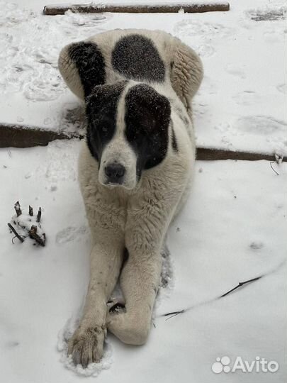 Сао алабай вязка