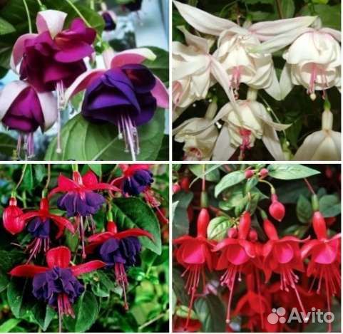 Фуксии черенки 4 сорта