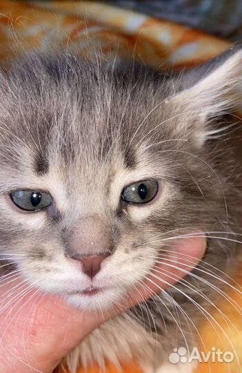 7 котят мальчиков и 1 девочка