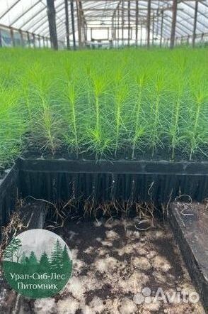 Сеянцы зкс Сосна окс Ель Лиственница Горная