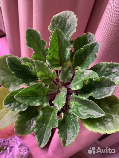 Взрослые фиалочки(молодые)