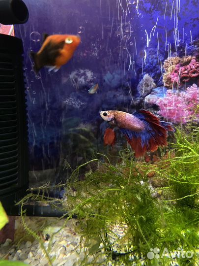 Рыбка петушок