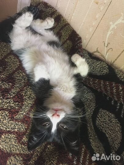 Котёнок бесплатно (мальчик)