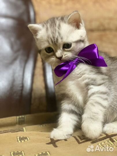 Шотландские вислоухие котята