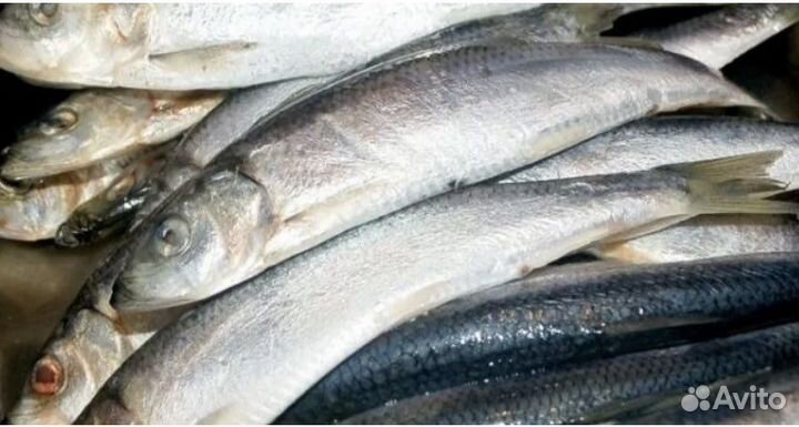 Корма для животных оптом