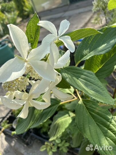 Гортензия грейт страр саженцы