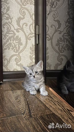 Котенок в добрые руки