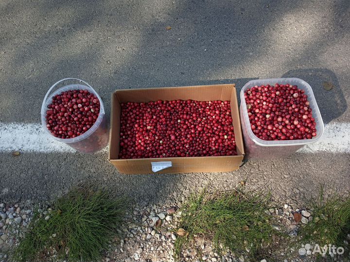 Клюква свежая