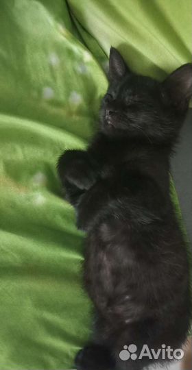 Кошка в дар бесплатно