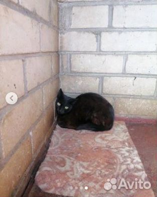 Помогите спасти кошек из Бобруйской усыпалки