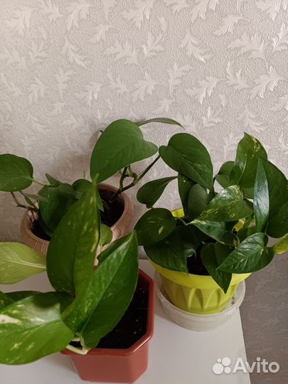 Эпипремнум