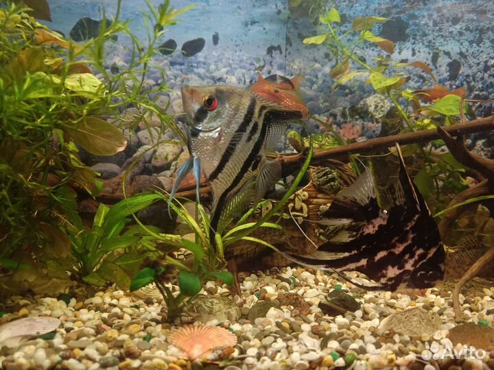 Аквариумные рыбки