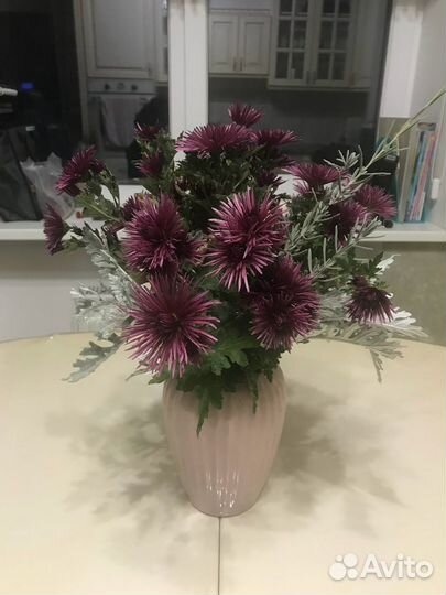 Хризантема игольчатая деленки