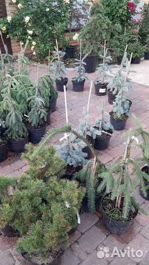 Ель Зе Блюз, Лиственница Стиф Випер, Энгельмани