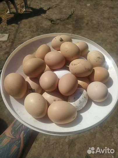 Домашние куриные яйца