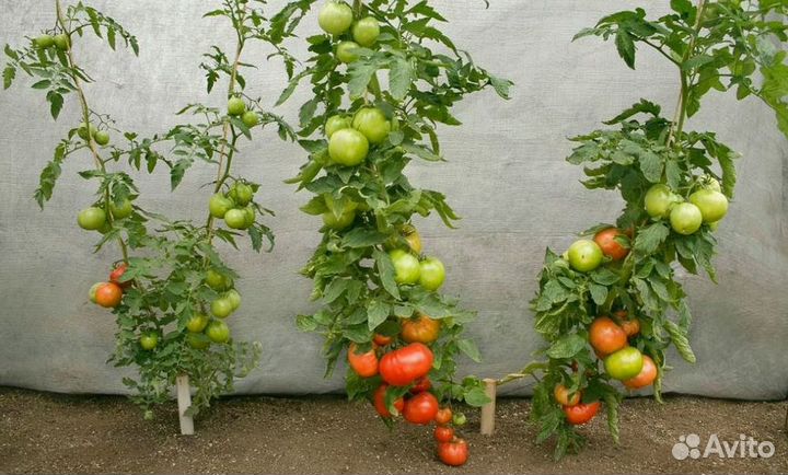 Семена коллекционных экзотических сортов томатов