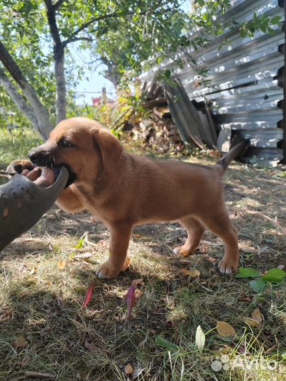 Собака в добрые руки отдам бесплатно