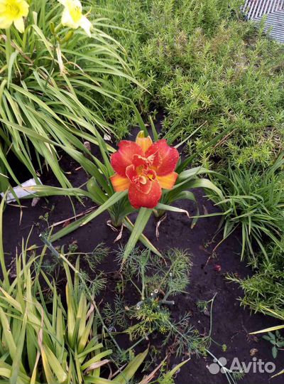 Многолетние растения