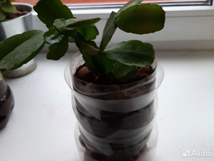 Цветы декабристы