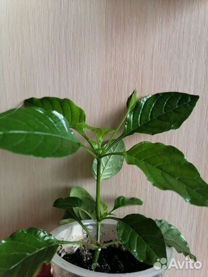 Цветущая Кроссандра Тропик Оранжевая