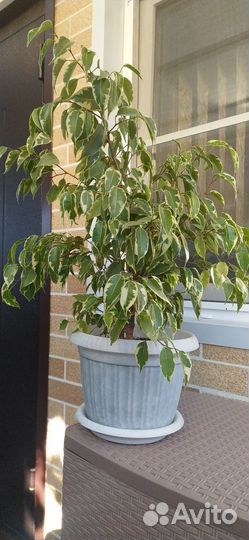 Фикус бенджамина