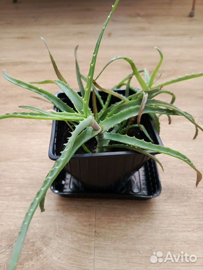 Алоэ столетник