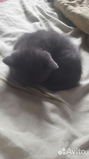 Милые котята