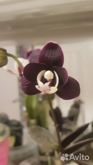 Орхидея фаленопсис каода твинкл
