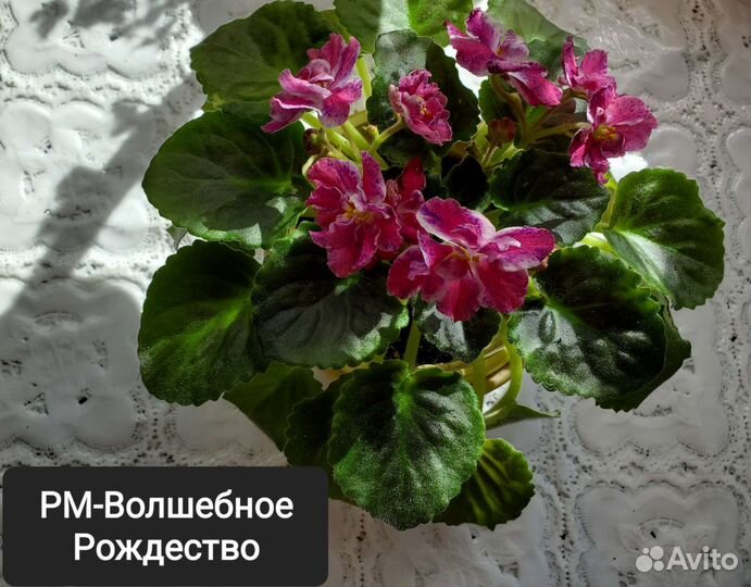 Фиалки почтой