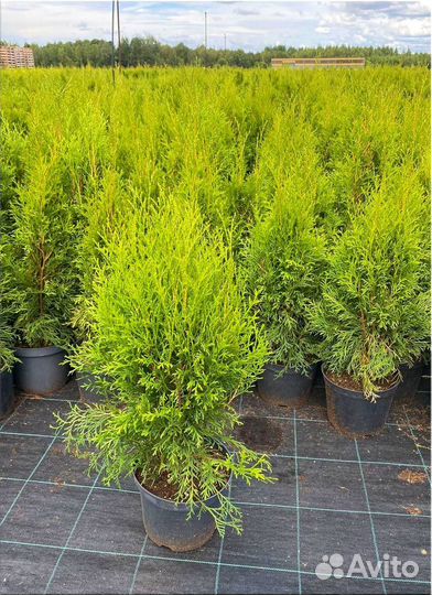 Туя Смарагд из питомника/Оптом