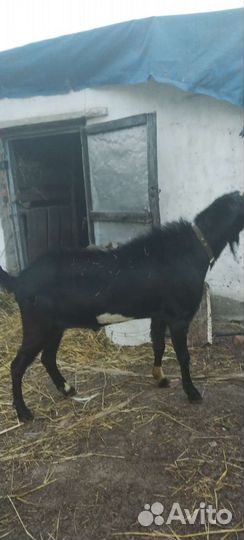 Нубийский козел