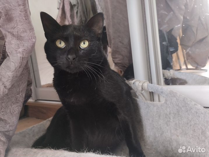 Молодой кот в добрые руки