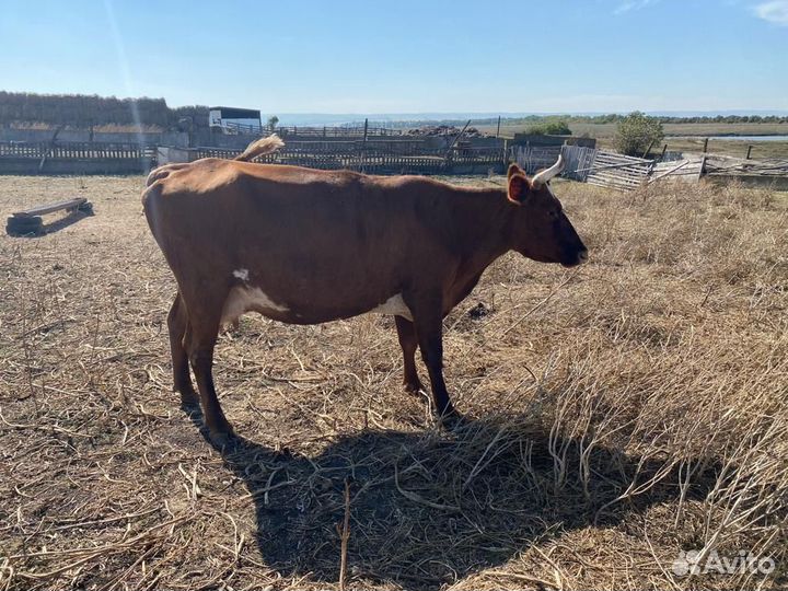 Корова стельная