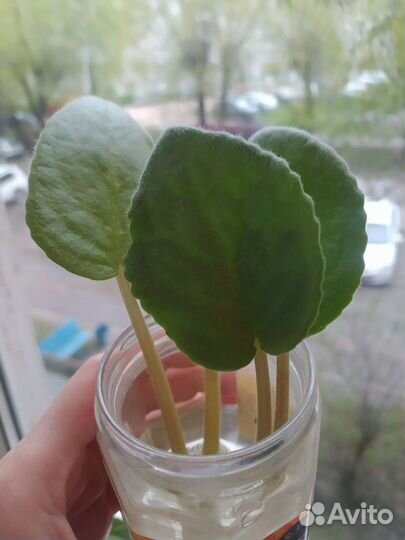 Фиалка сортовая