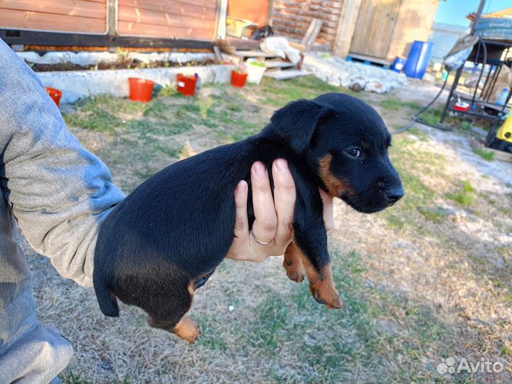 Немецкий ягдтерьер