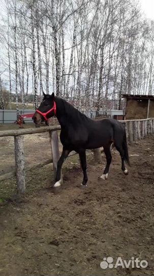 Конский навоз