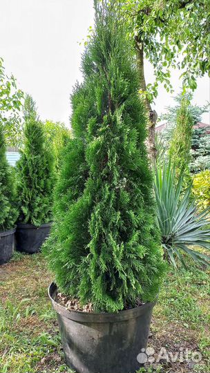 Туя Смарагд