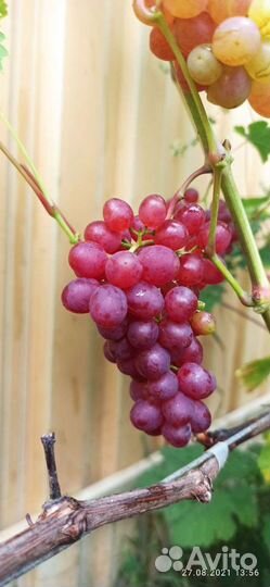 Саженцы винограда
