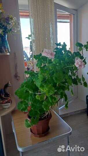 Пеларгония герань