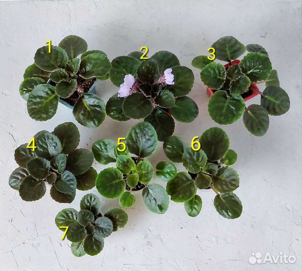 Сортовая фиалка детки и стартеры