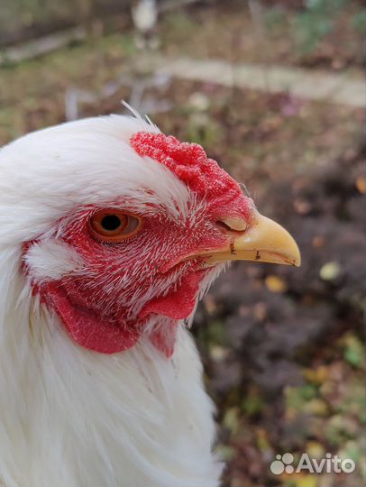 Брама белая